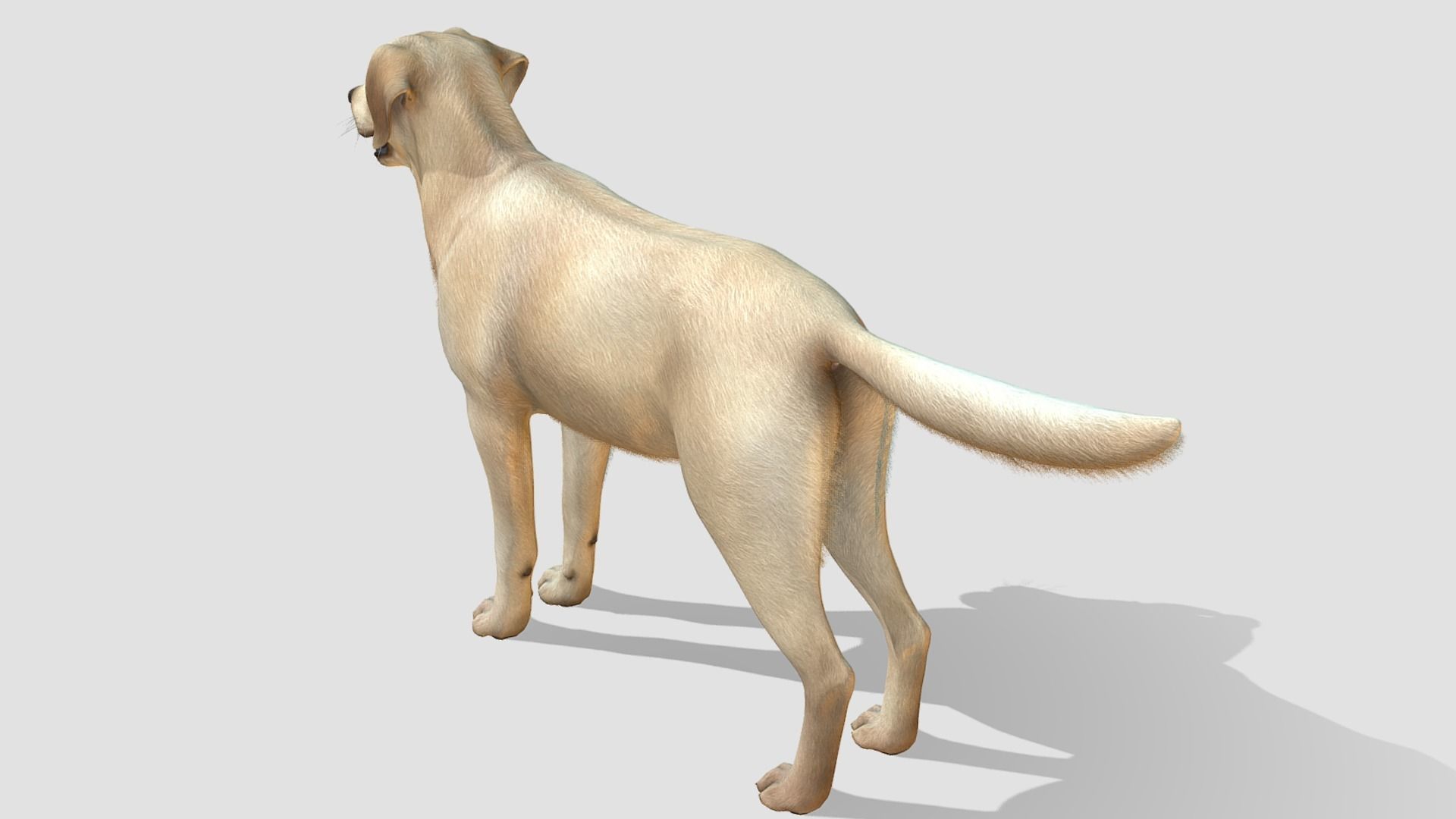Dog - Labrador Low-poly 3D model_5