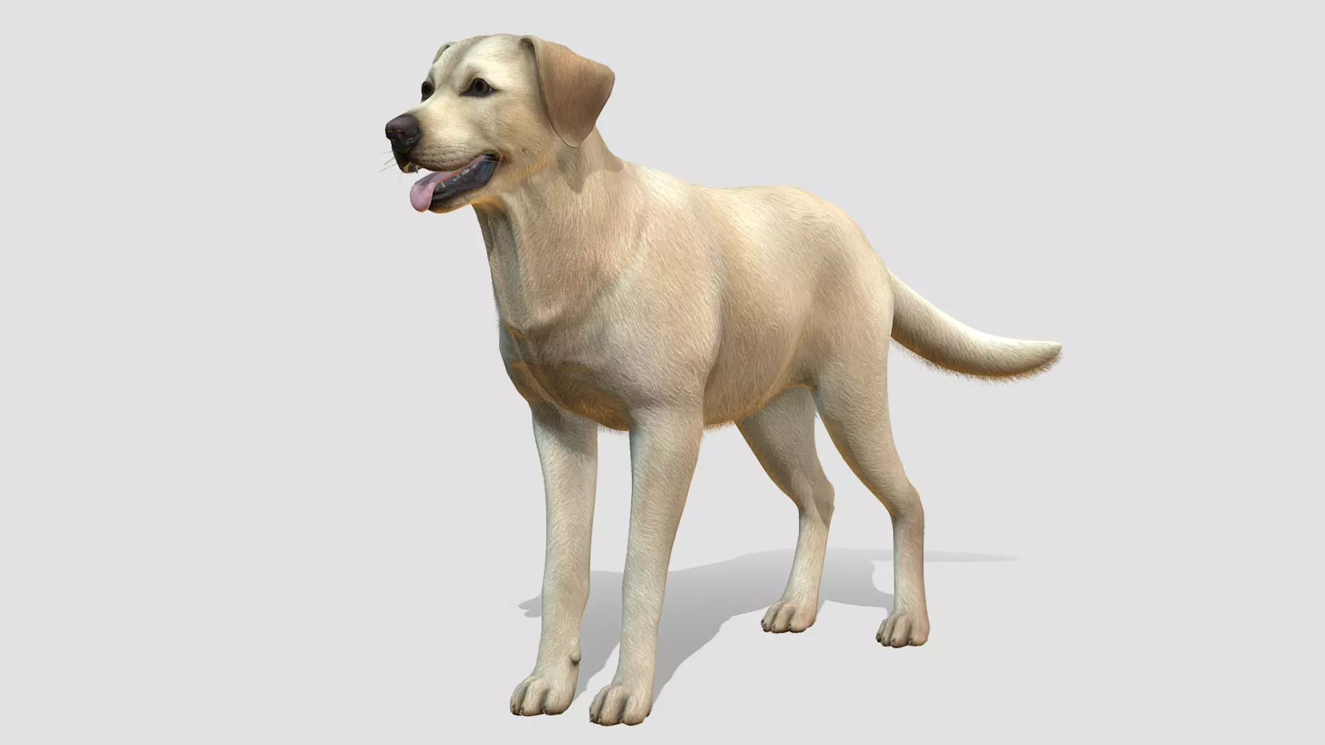 Dog - Labrador Low-poly 3D model_0