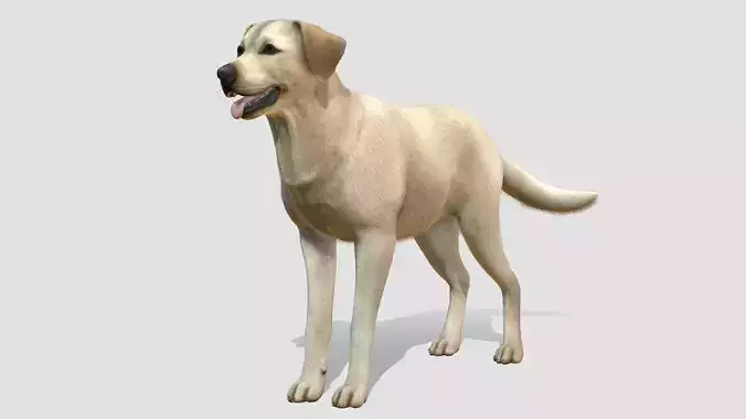 Dog - Labrador Low-poly 3D model