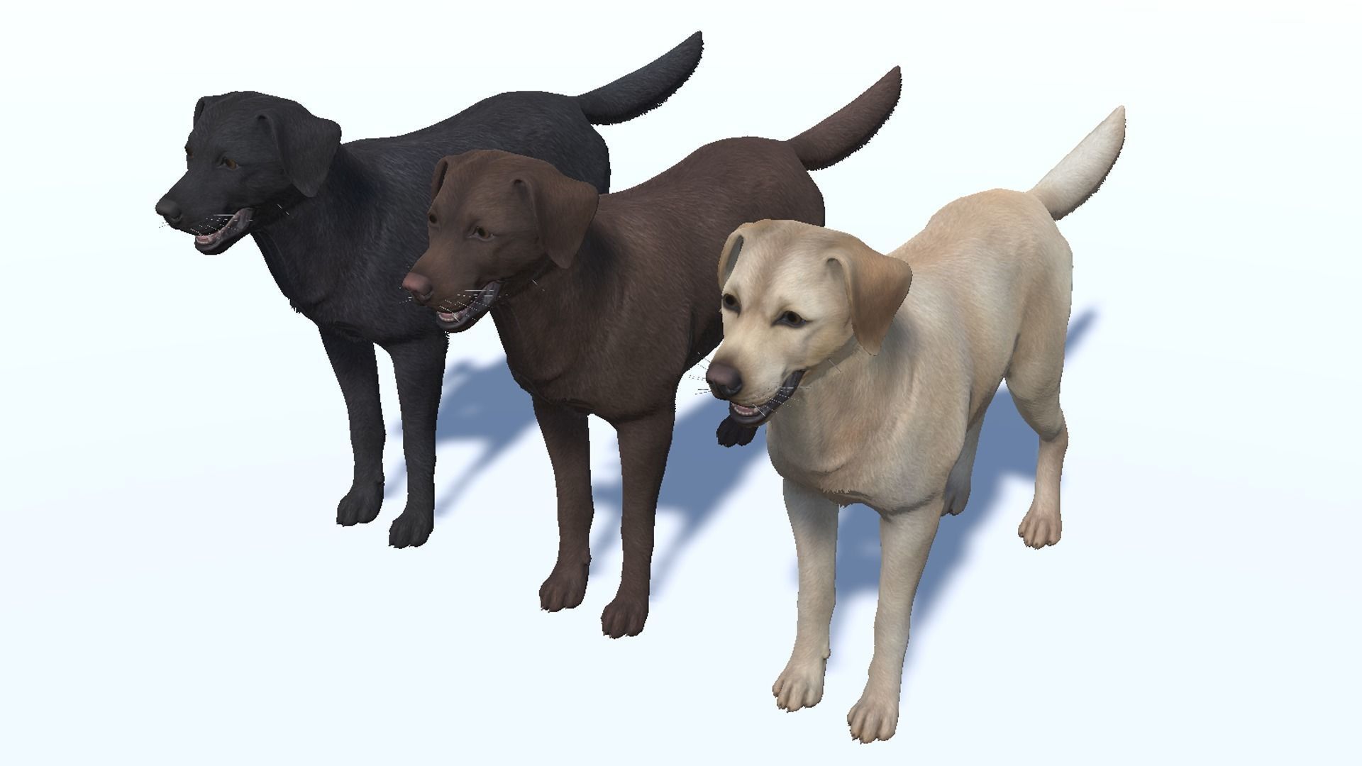Dog - Labrador Low-poly 3D model_9