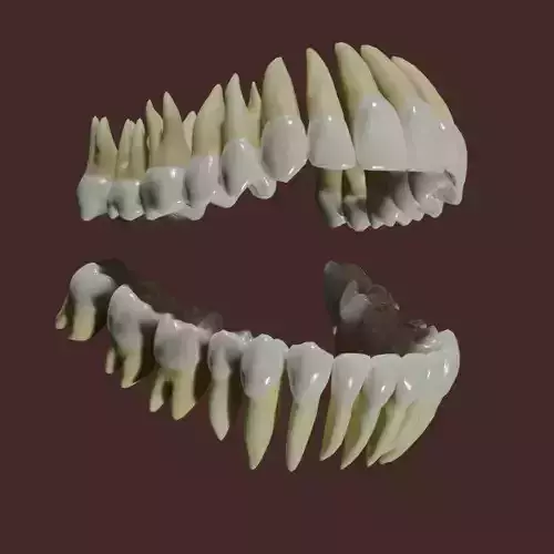 Teeth Low-poly 3D model