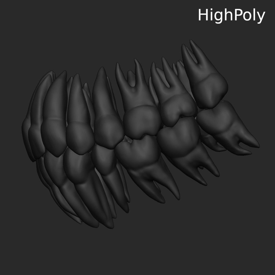 Teeth Low-poly 3D model_8