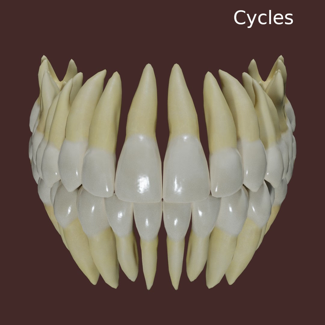 Teeth Low-poly 3D model_3