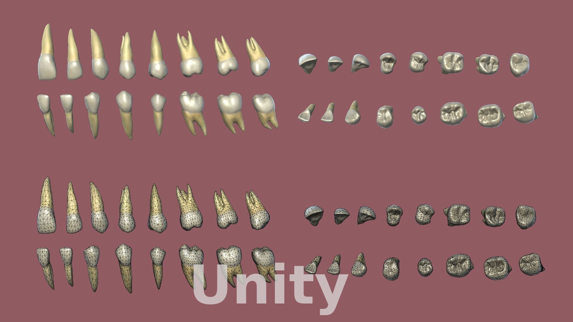 Teeth Low-poly 3D model_9
