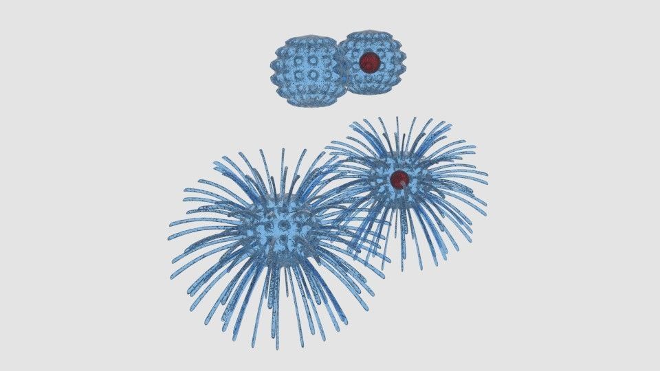 Virus cell 3D model_3