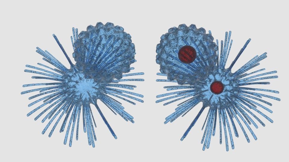Virus cell 3D model_1