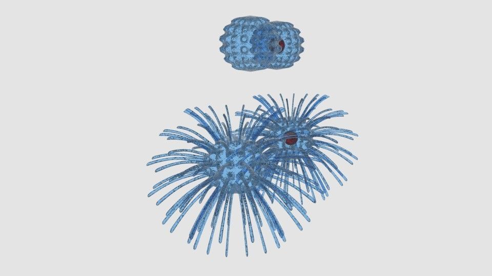 Virus cell 3D model_2