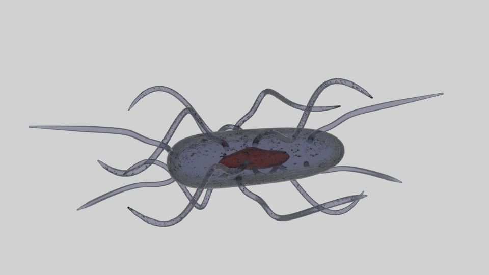 Bacteria spider 3D model_2