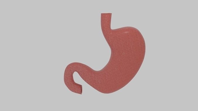 Stomach Low-poly 3D model