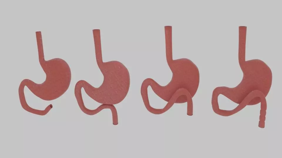  Curve Stomach Low-poly 3D model_0