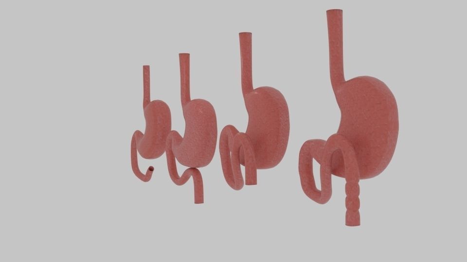  Curve Stomach Low-poly 3D model_1