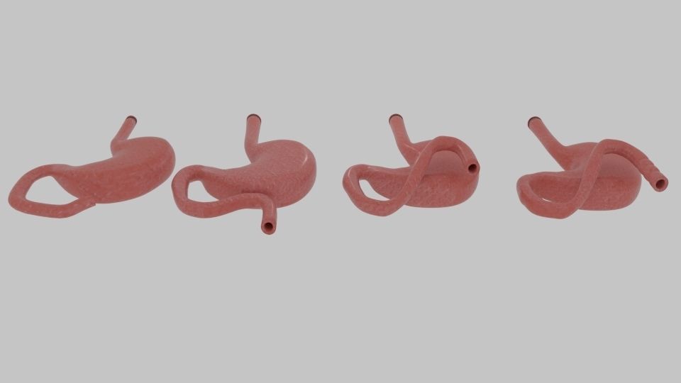  Curve Stomach Low-poly 3D model_3