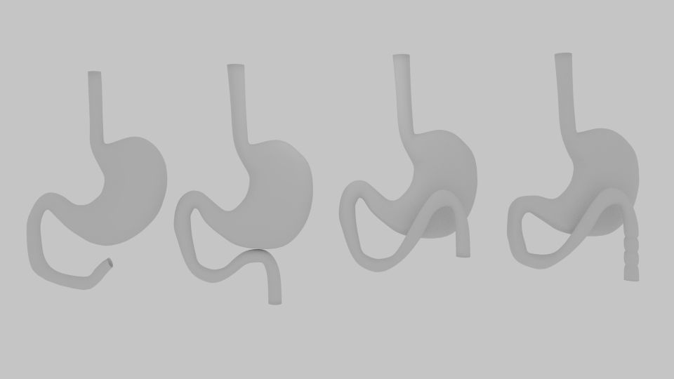  Curve Stomach Low-poly 3D model_4