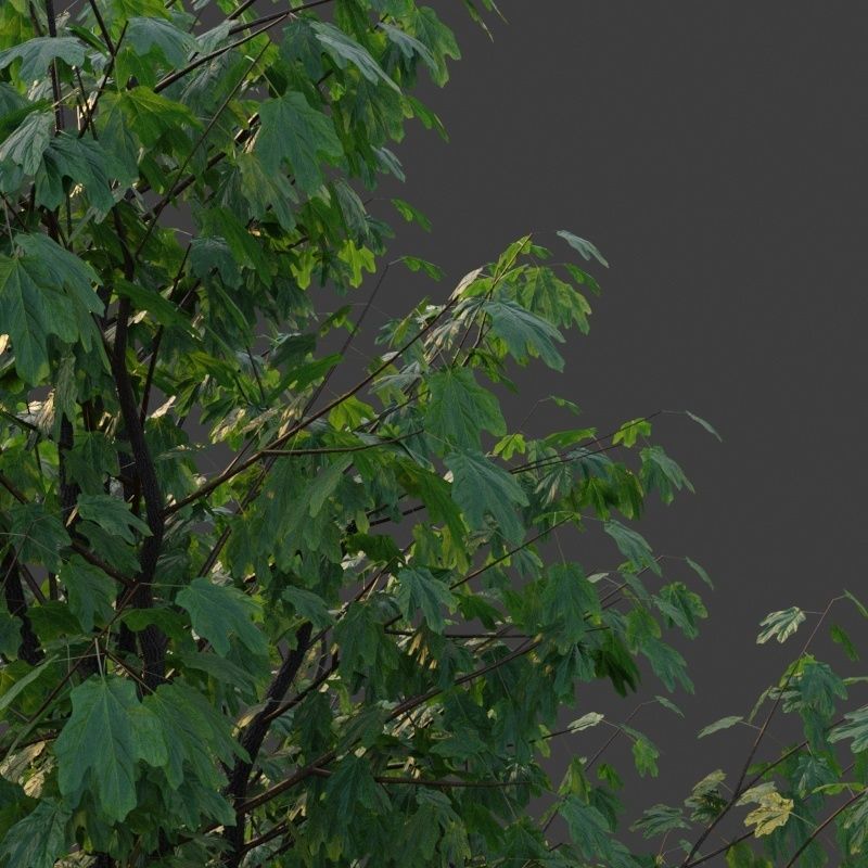 XfrogPlants Field Maple - Acer Campestre  3D model_3