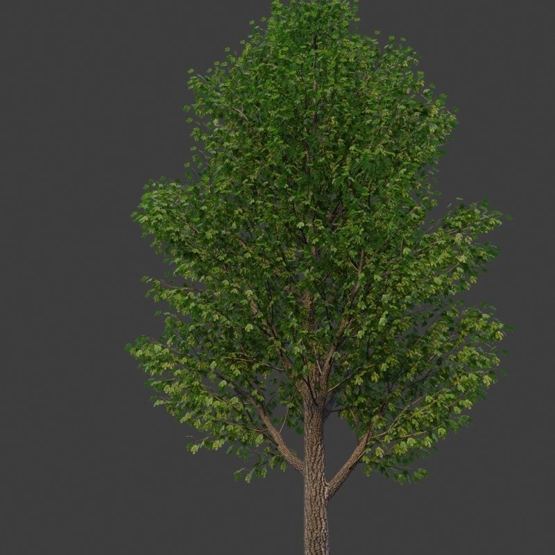 XfrogPlants Field Maple - Acer Campestre  3D model_2