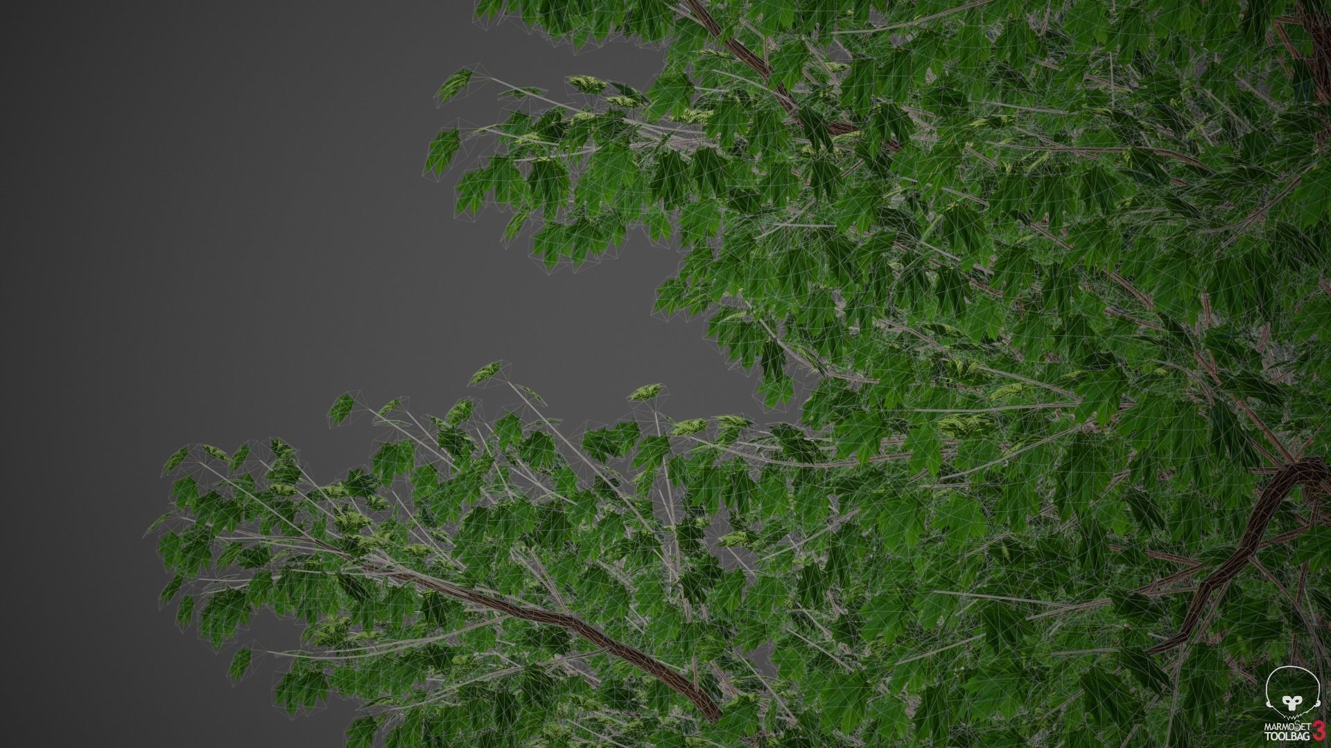 XfrogPlants Field Maple - Acer Campestre  3D model_5