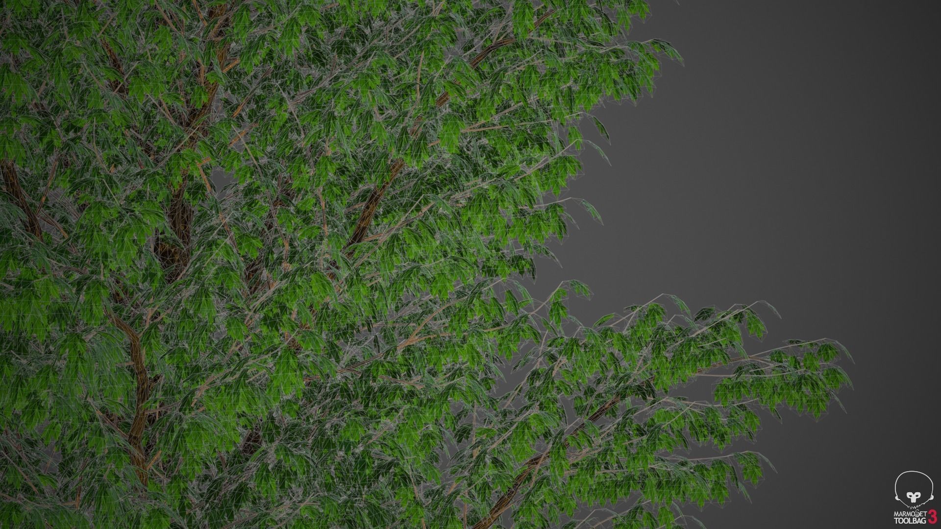 XfrogPlants Field Maple - Acer Campestre  3D model_4
