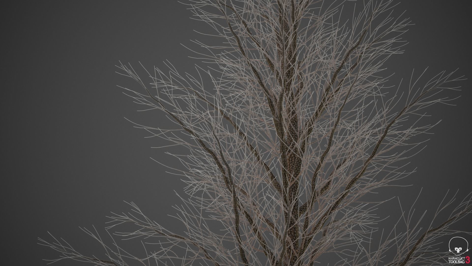 XfrogPlants Field Maple - Acer Campestre  3D model_6
