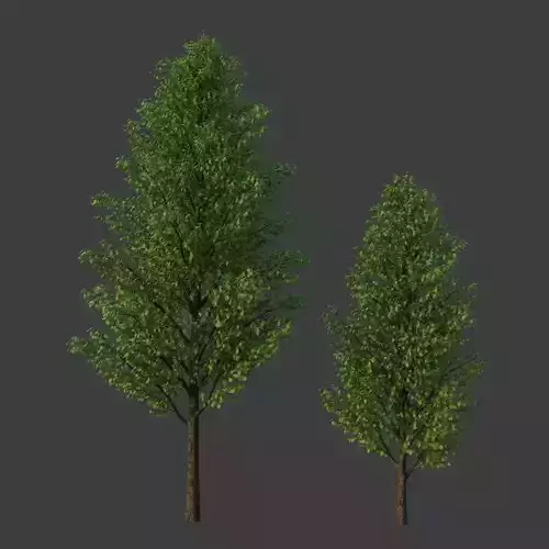 XfrogPlants Field Maple - Acer Campestre  3D model
