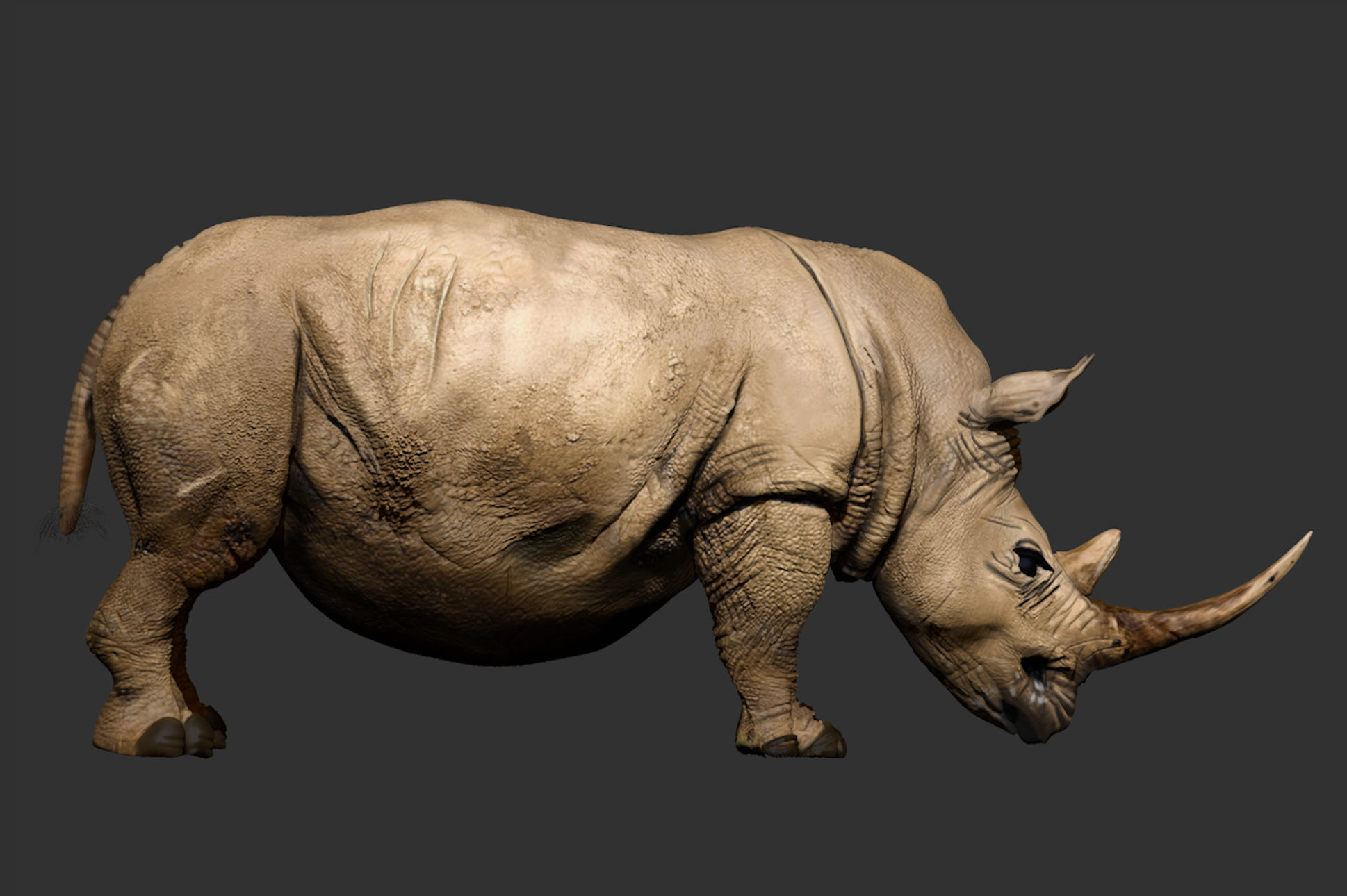 Rhino ZBrush ZTL Sculpt and Polypaint 3D model_1