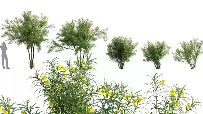 Thevetia Peruviana - Cascabela Thevetia