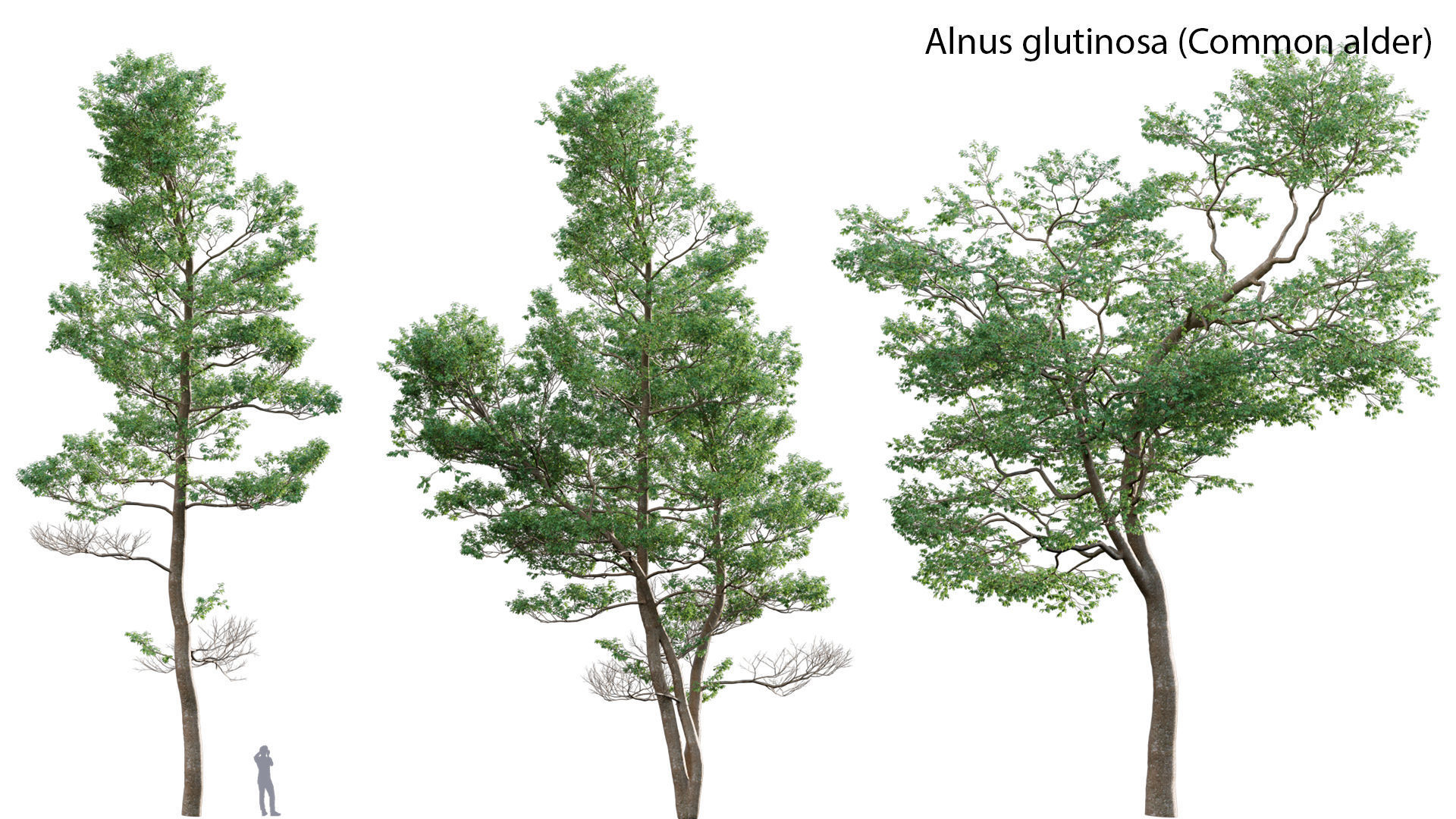 Alnus glutinosa - Common alder 3D model_1