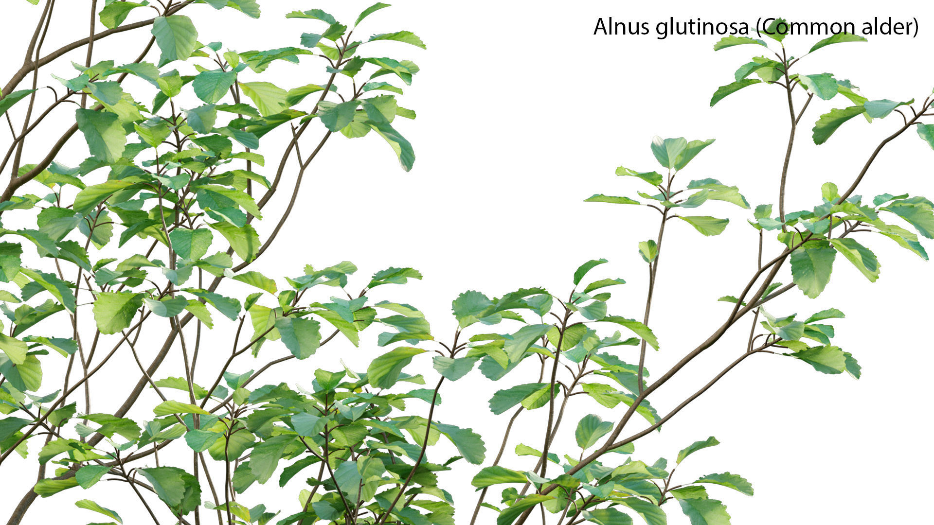 Alnus glutinosa - Common alder 3D model_2