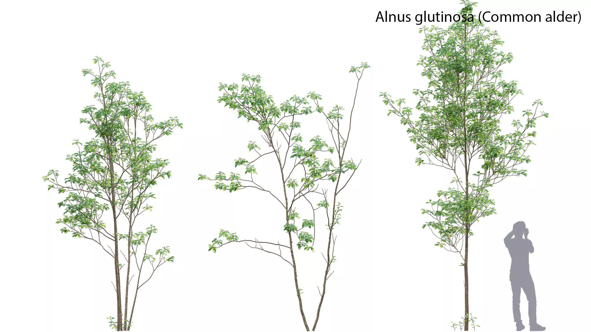 Alnus glutinosa - Common alder 3D model_0