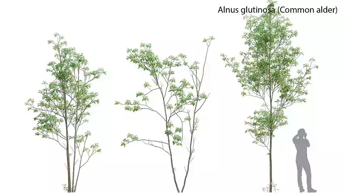 Alnus glutinosa - Common alder