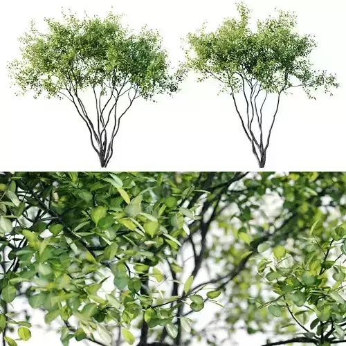 Amelanchier 4m 3D model