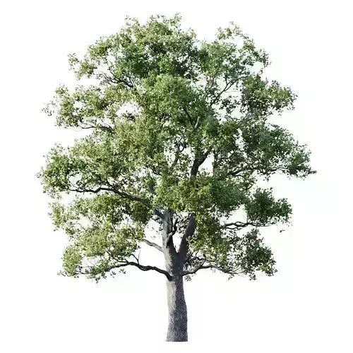 Oak 25m 3D model