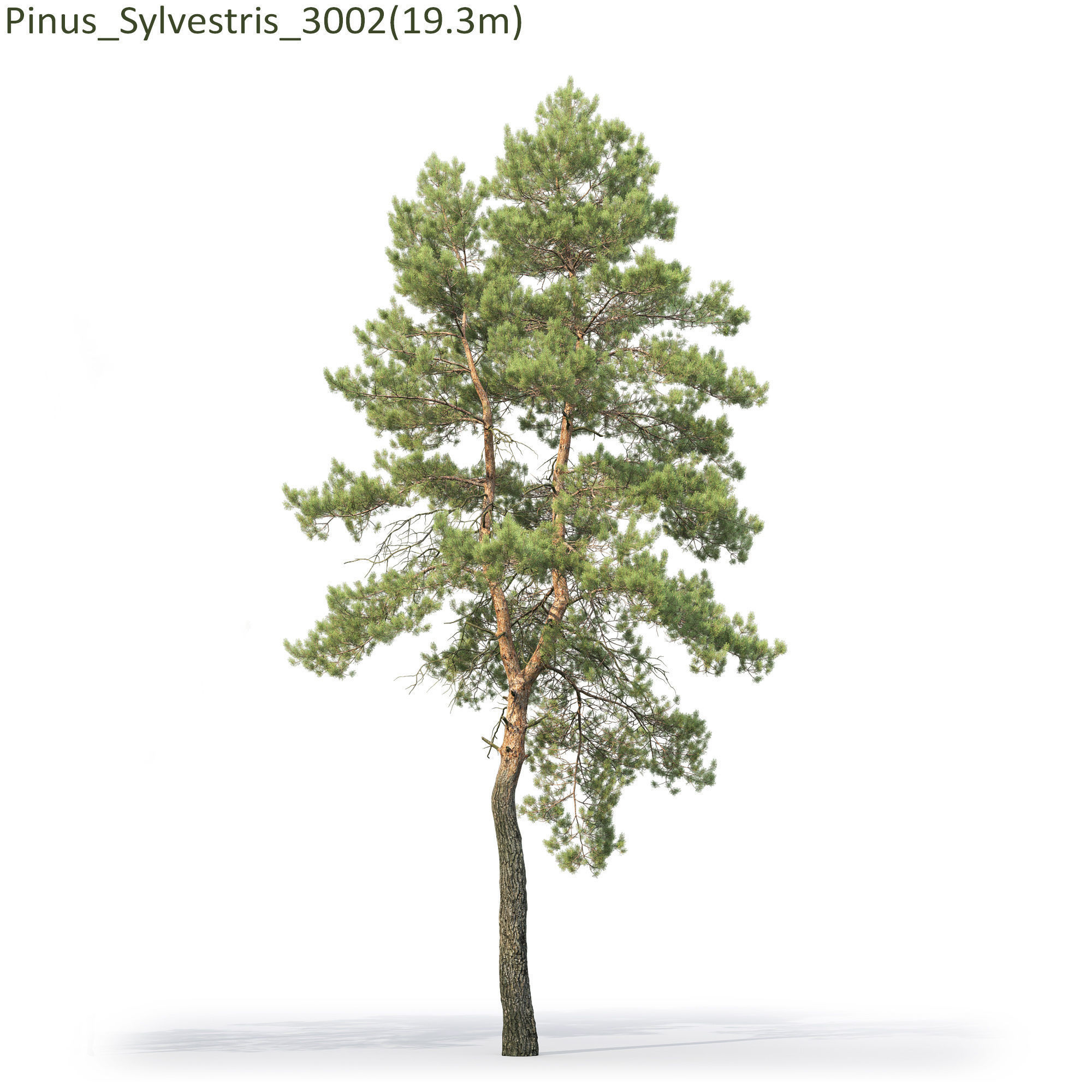 Pinus Sylvestris 30 3D model_5