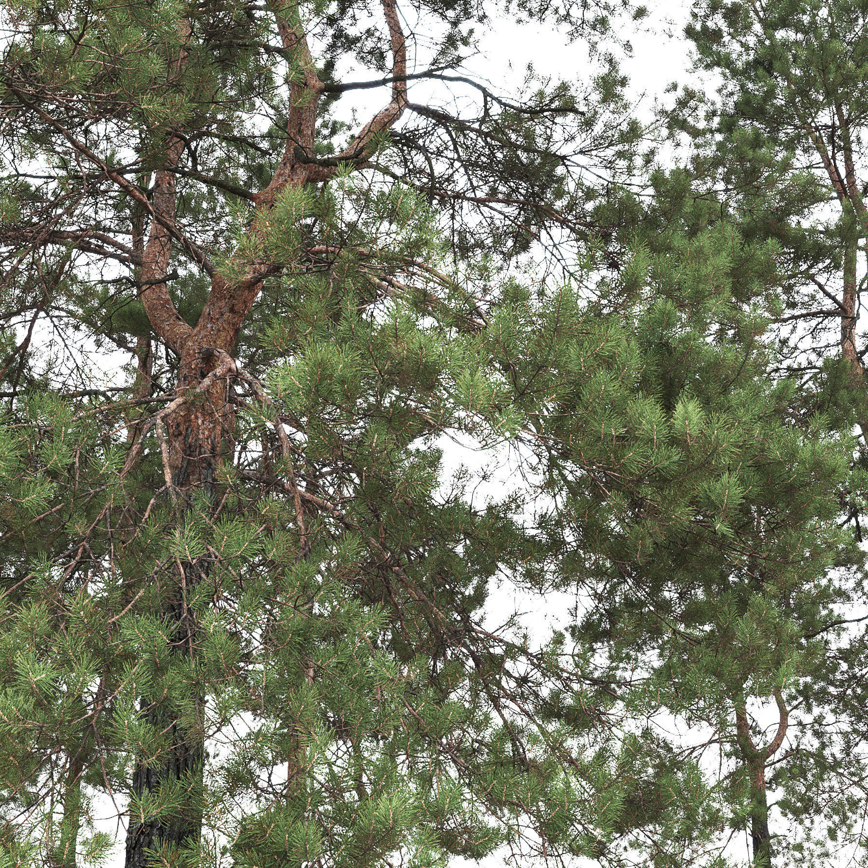 Pinus Sylvestris 30 3D model_1