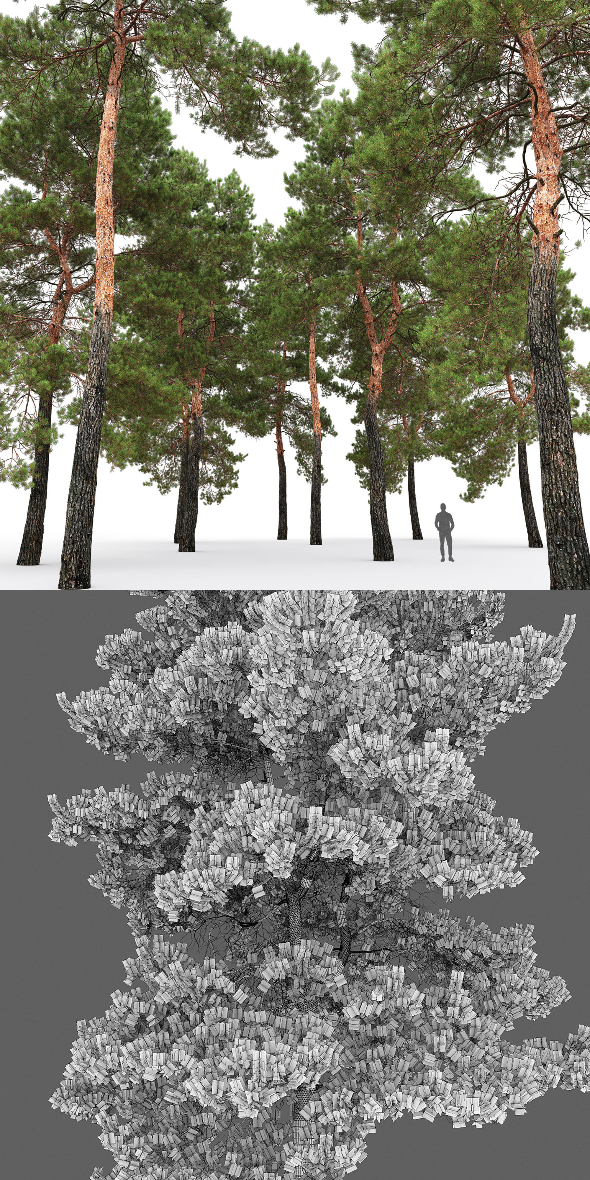 Pinus Sylvestris 30 3D model_7