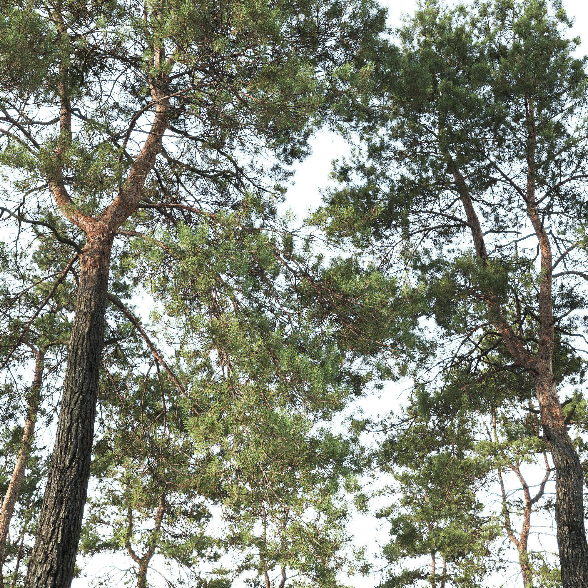 Pinus Sylvestris 30 3D model_2