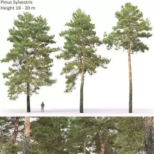 Pinus Sylvestris 30 3D model
