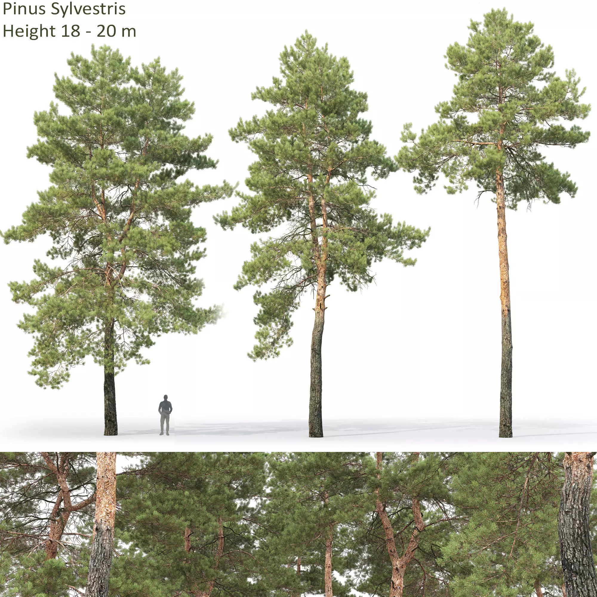 Pinus Sylvestris 30 3D model_0