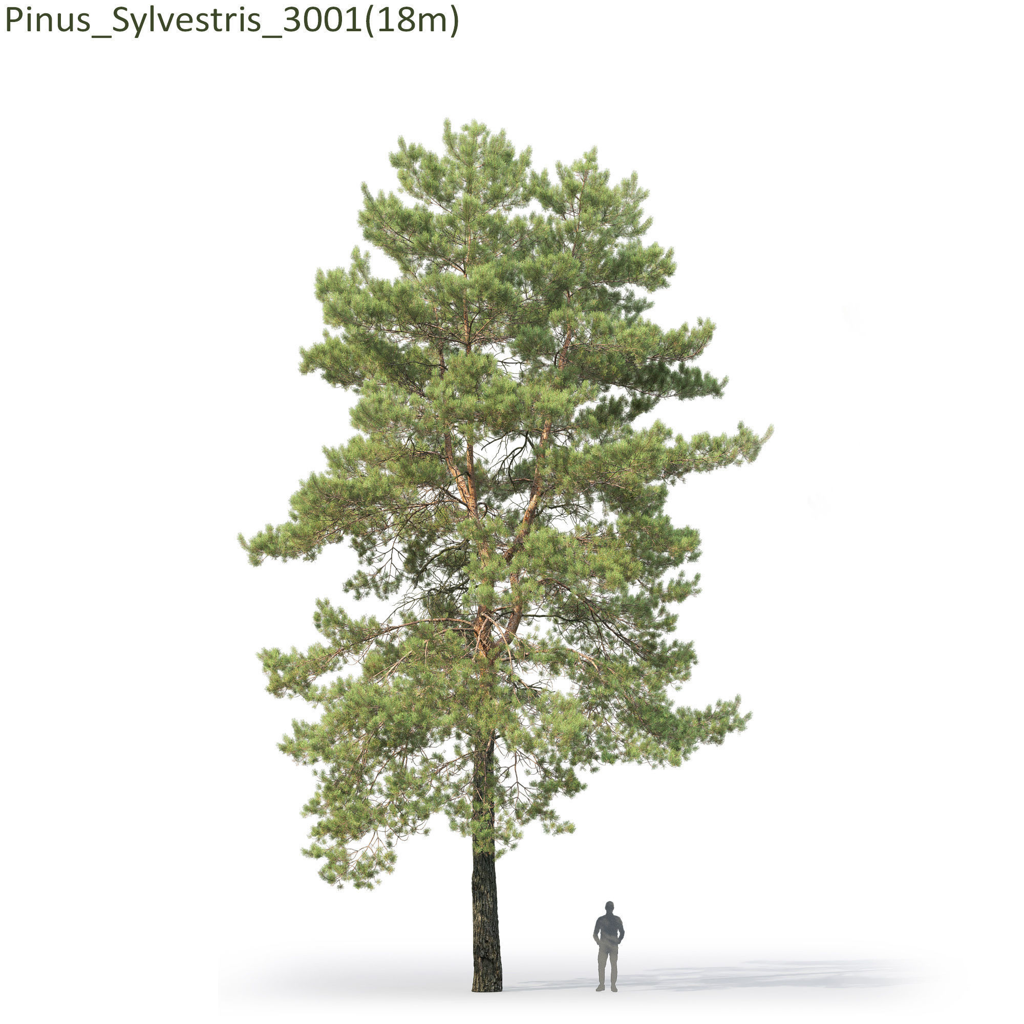Pinus Sylvestris 30 3D model_4