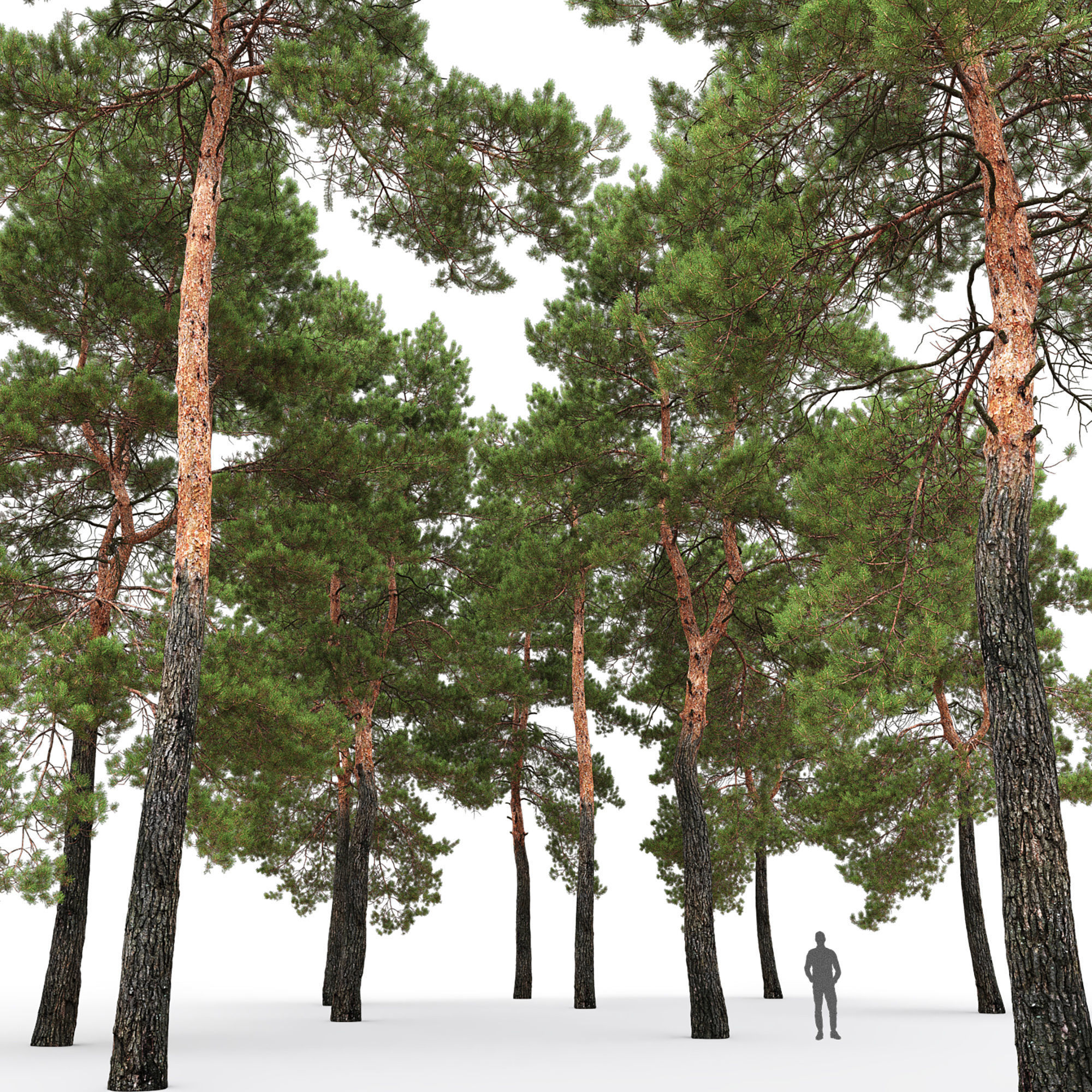 Pinus Sylvestris 30 3D model_3