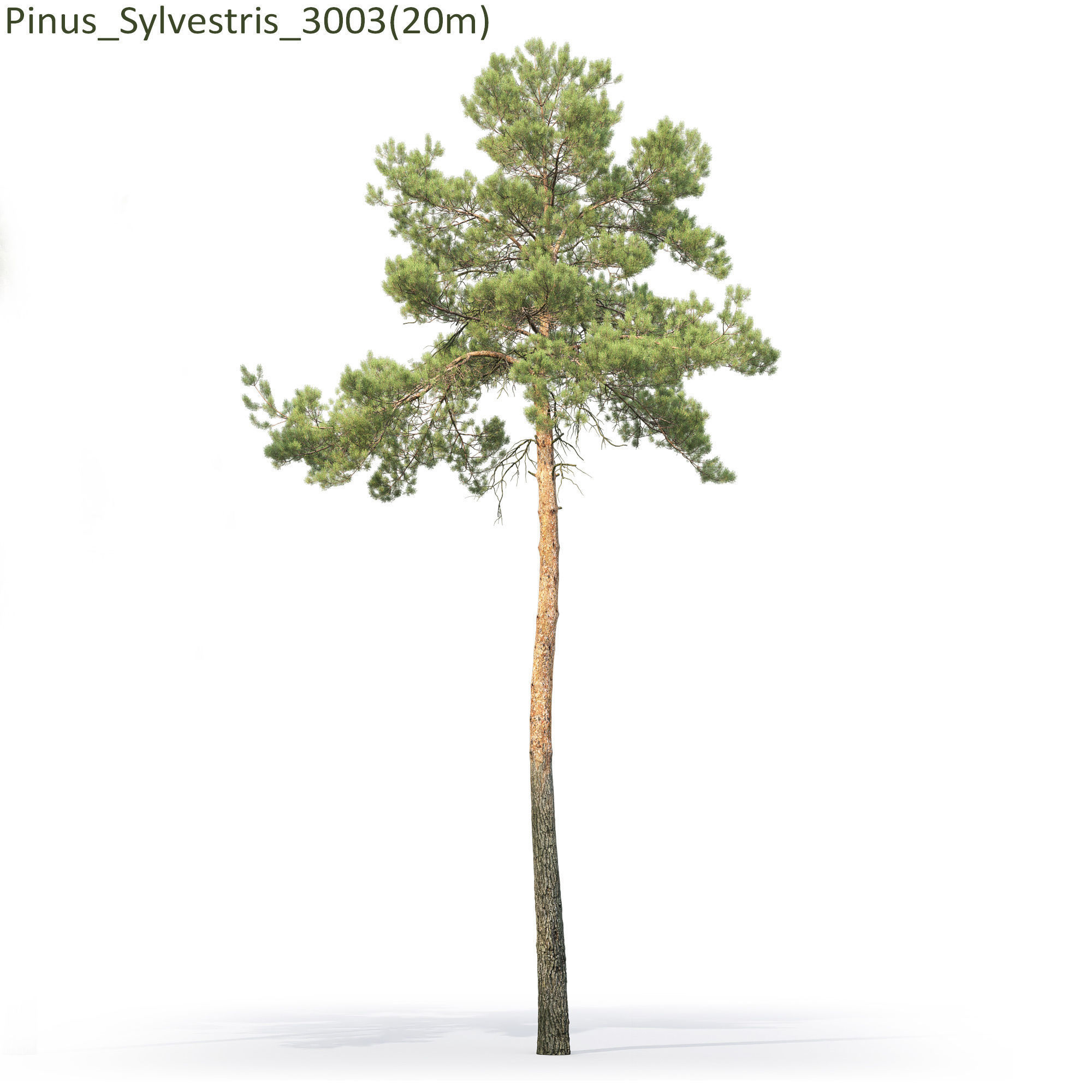 Pinus Sylvestris 30 3D model_6