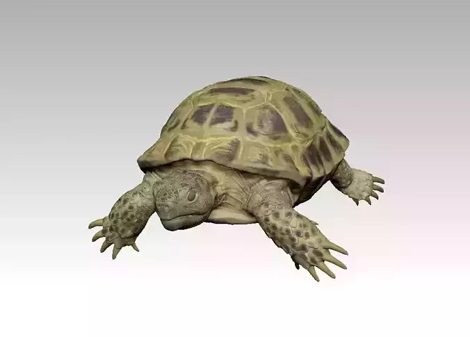 Turtle tortoise