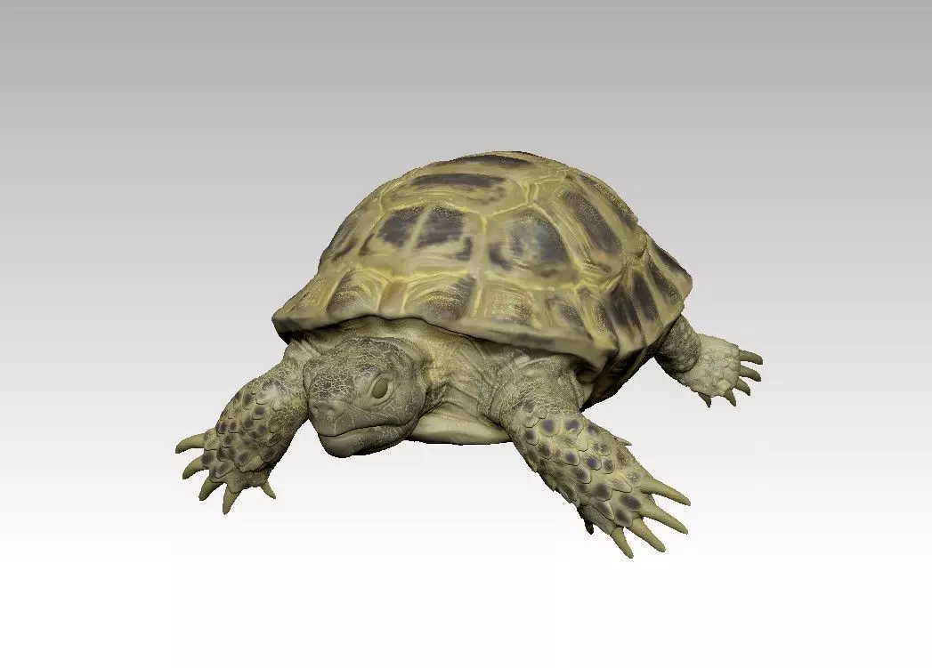 Turtle tortoise 3D model_0