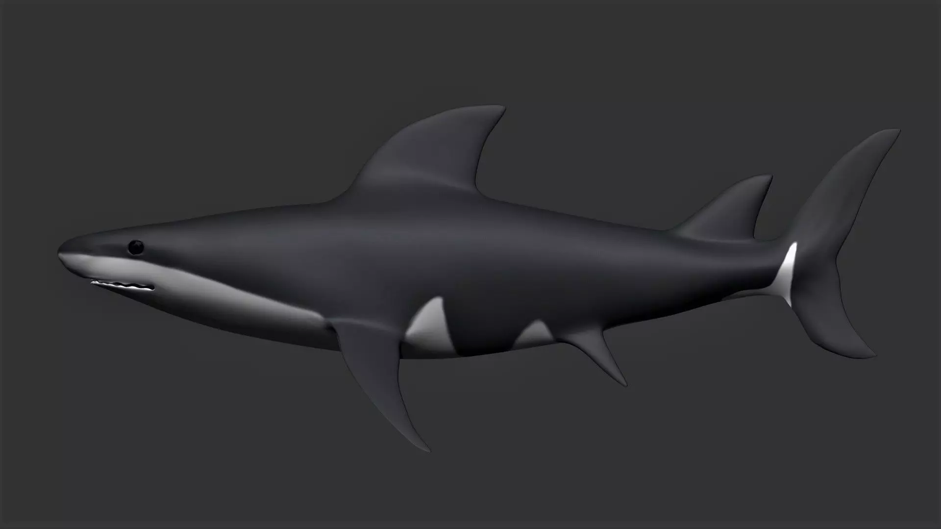 Bull Shark Low-poly 3D model_0