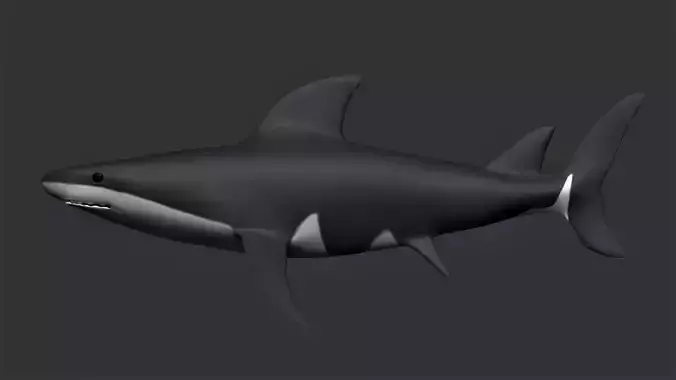 Bull Shark Low-poly 3D model