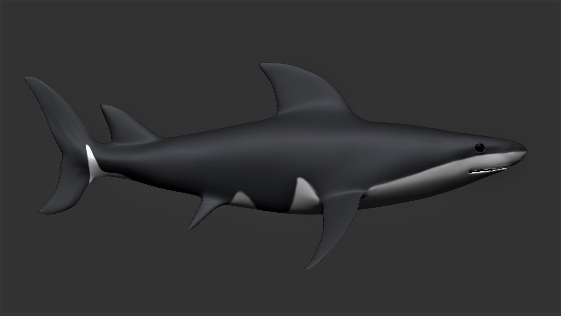 Bull Shark Low-poly 3D model_2