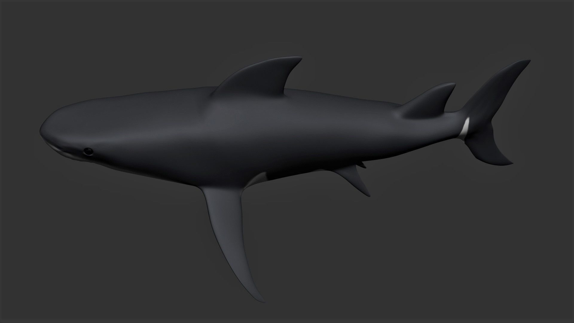 Bull Shark Low-poly 3D model_4