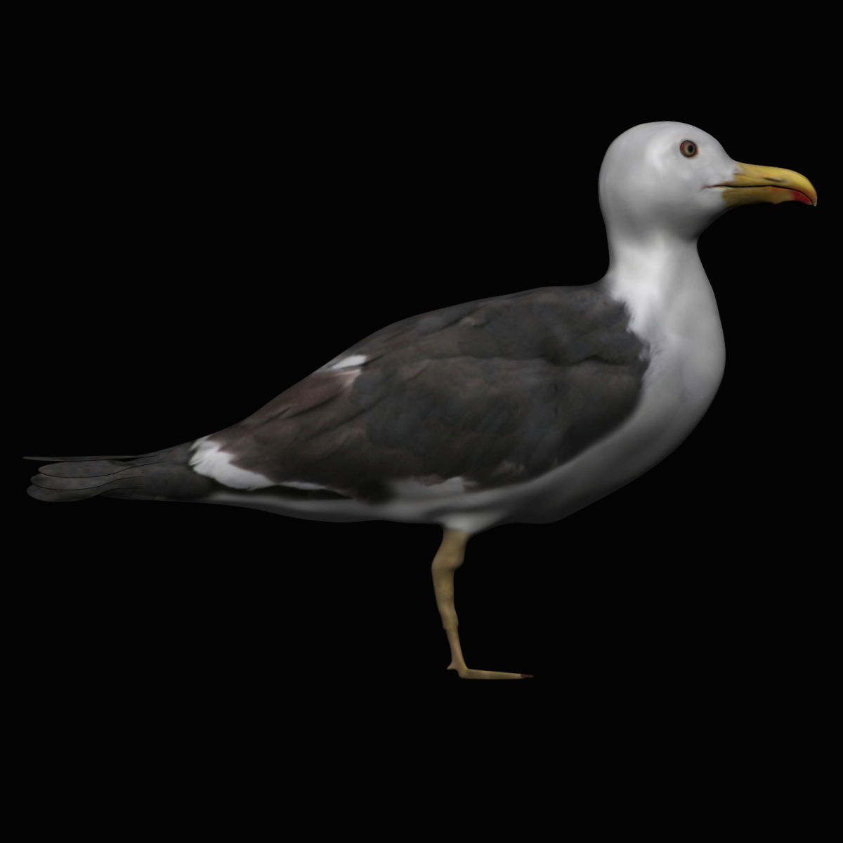 Seagull Low-poly 3D model_1