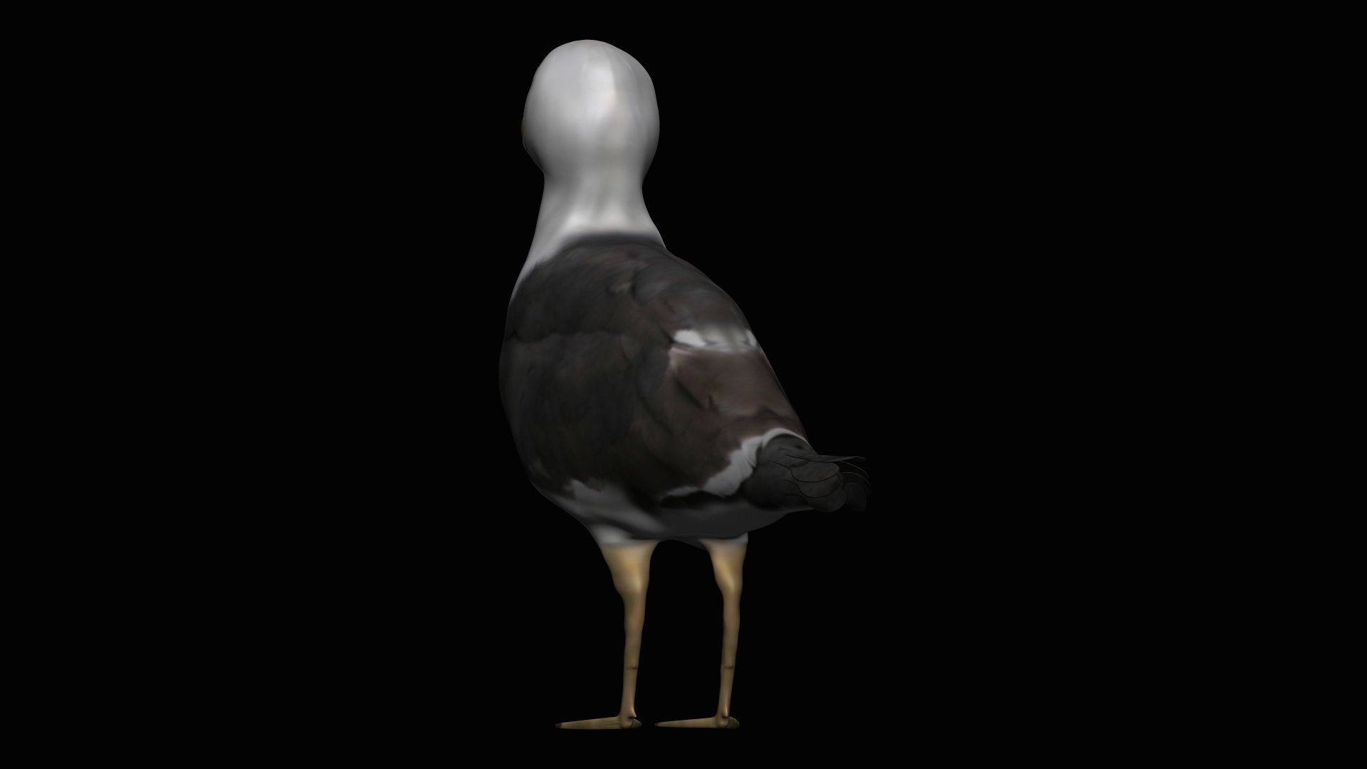 Seagull Low-poly 3D model_3