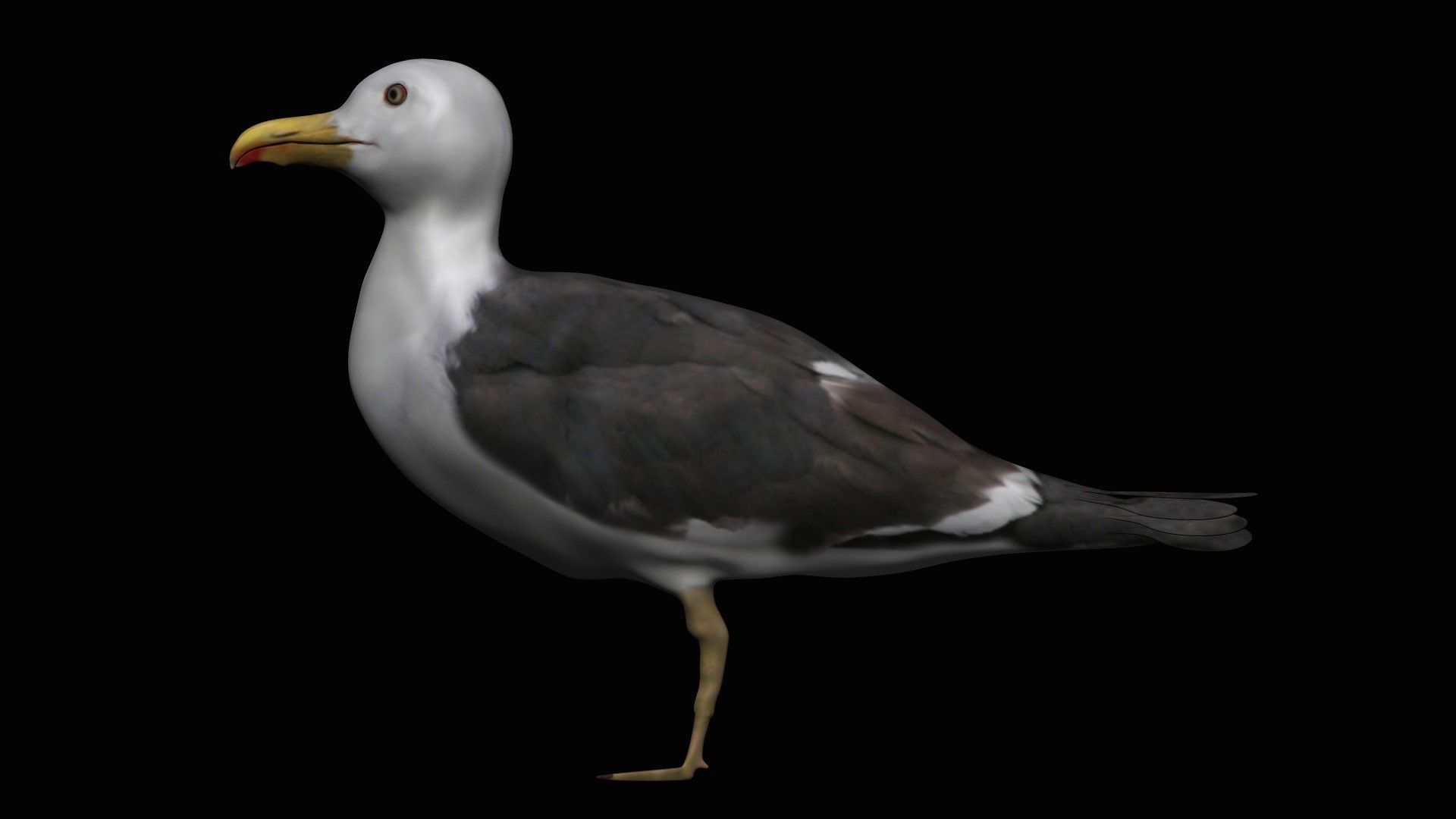 Seagull Low-poly 3D model_4