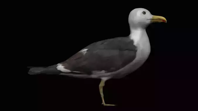 Seagull Low-poly 3D model
